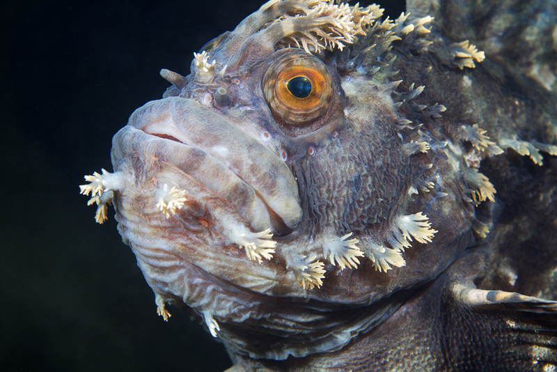 Illustration for article titled Perhaps the Most Beautiful Undersea Photography We've Ever Seen